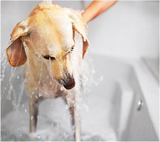 Dog getting a bath